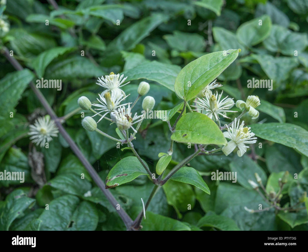 Traveller S Freude Clematis Vitalba Wilde Clematis In Blute Teile Von C Vitalba Verwendet Als Heilpflanze In Pflanzliche Heilmittel Stockfotografie Alamy