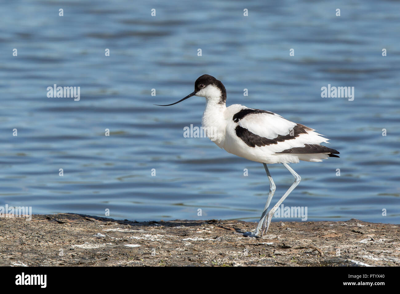 Seitenansicht des wilden UK-Avocet-Vogels (Recurvirostra avosetta), der isoliert am Rand des Feuchtgebiets steht. Eleganter Watvogel in der Sonne. UK-Avokets. Stockfoto