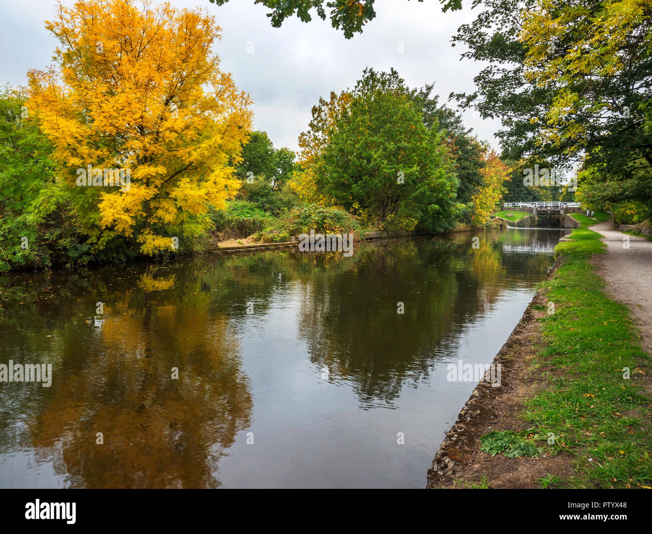 Esche Baum im Herbst bei Hirst Schloss am Leeds und Liverpool Canal in der Nähe von saltaire West Yorkshire England Stockfoto