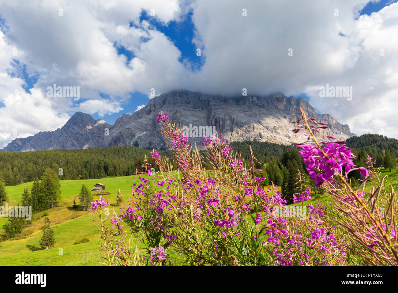 Sommer Blüten in Prati, armentara La Valle/La Val / Wengen Gadertal, Südtirol, Dolomiten, Italien, Europa. Stockfoto