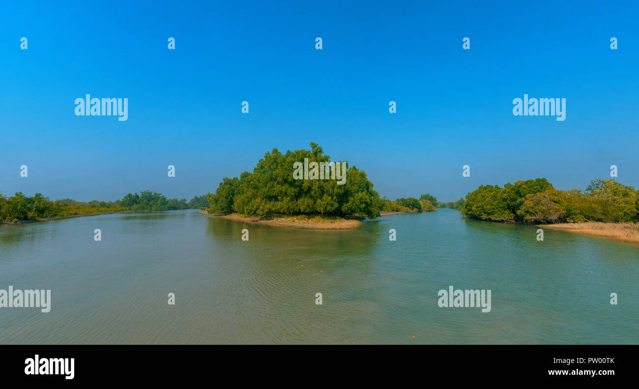 Majestic Mangrove Stockfoto