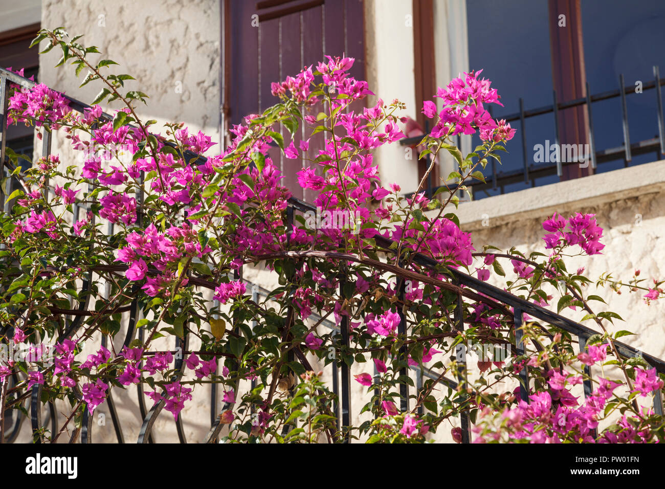 Blumen auf dem Balkon in Bormes-les-Mimosas, einem Dorf in Frankreich. Ort: Toulon, Var, Provence-Alpes-Côte d'Azur, Frankreich, Europa. Foto V.D. Stockfoto