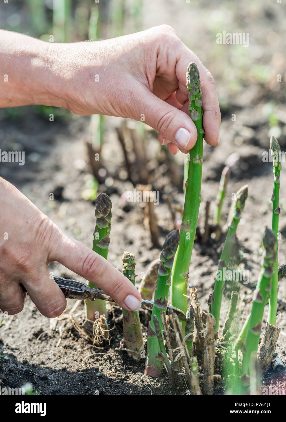Bei Der Ernte Von Grunem Spargel Im Garten Stockfoto Bild