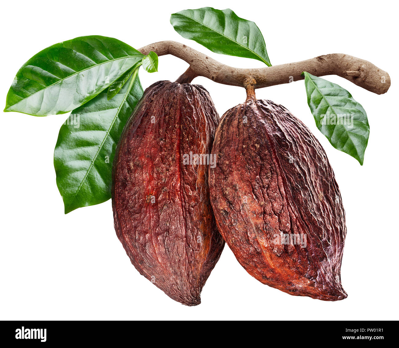 Kakaofrüchte hängen vom Kakao Zweig. Konzeptionelle Foto. Freistellungspfaden. Stockfoto