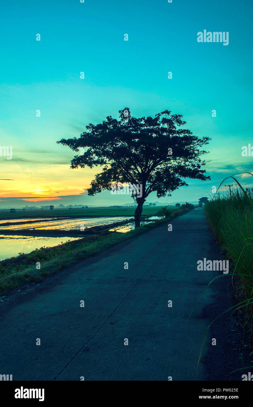 Baum und Sonnenuntergang schöne Landschaft Stockfoto