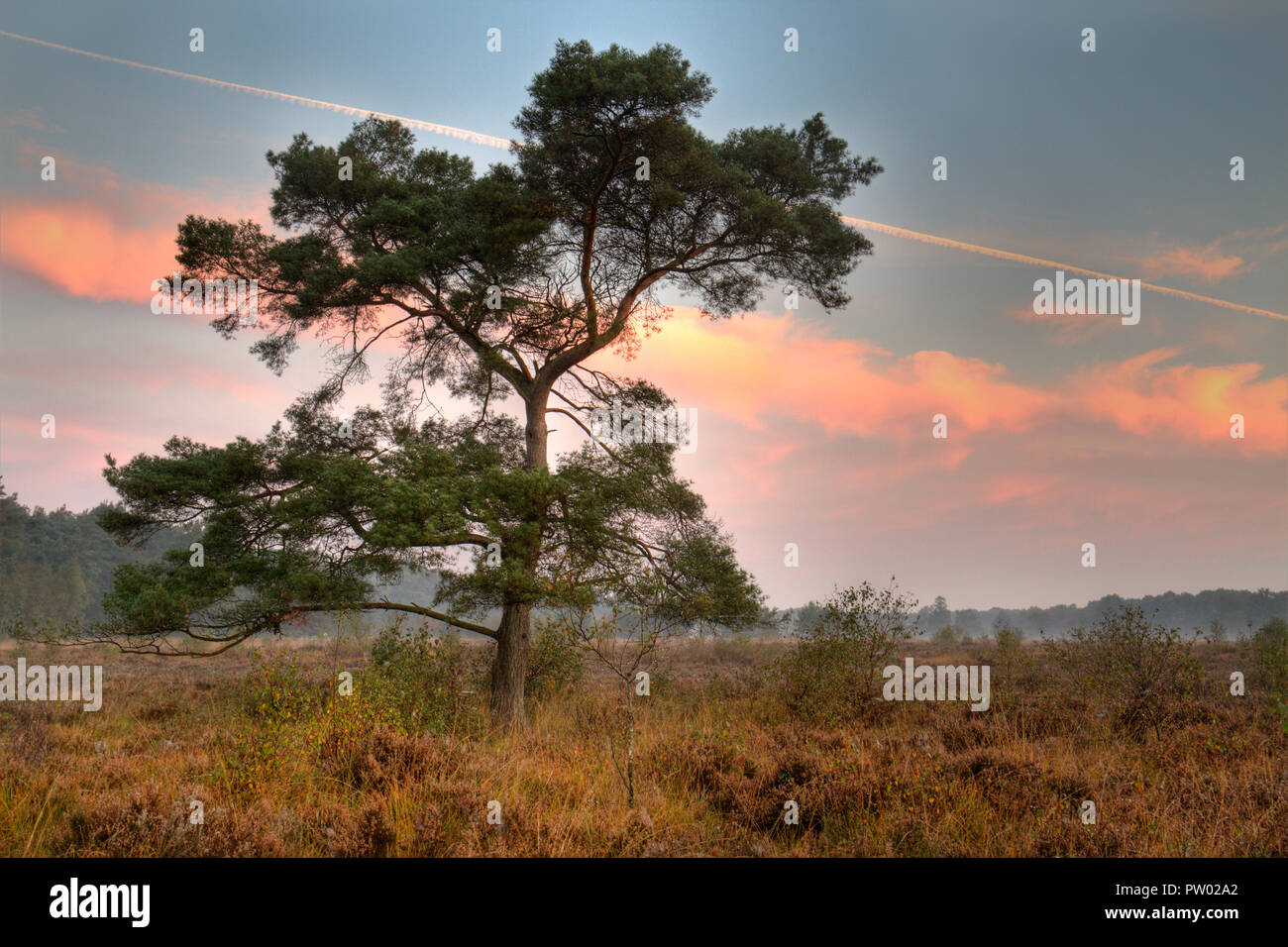 Föhren auf einer Heide am frühen Morgen, orange farbige Wolken und Kondensstreifen am Himmel Stockfoto