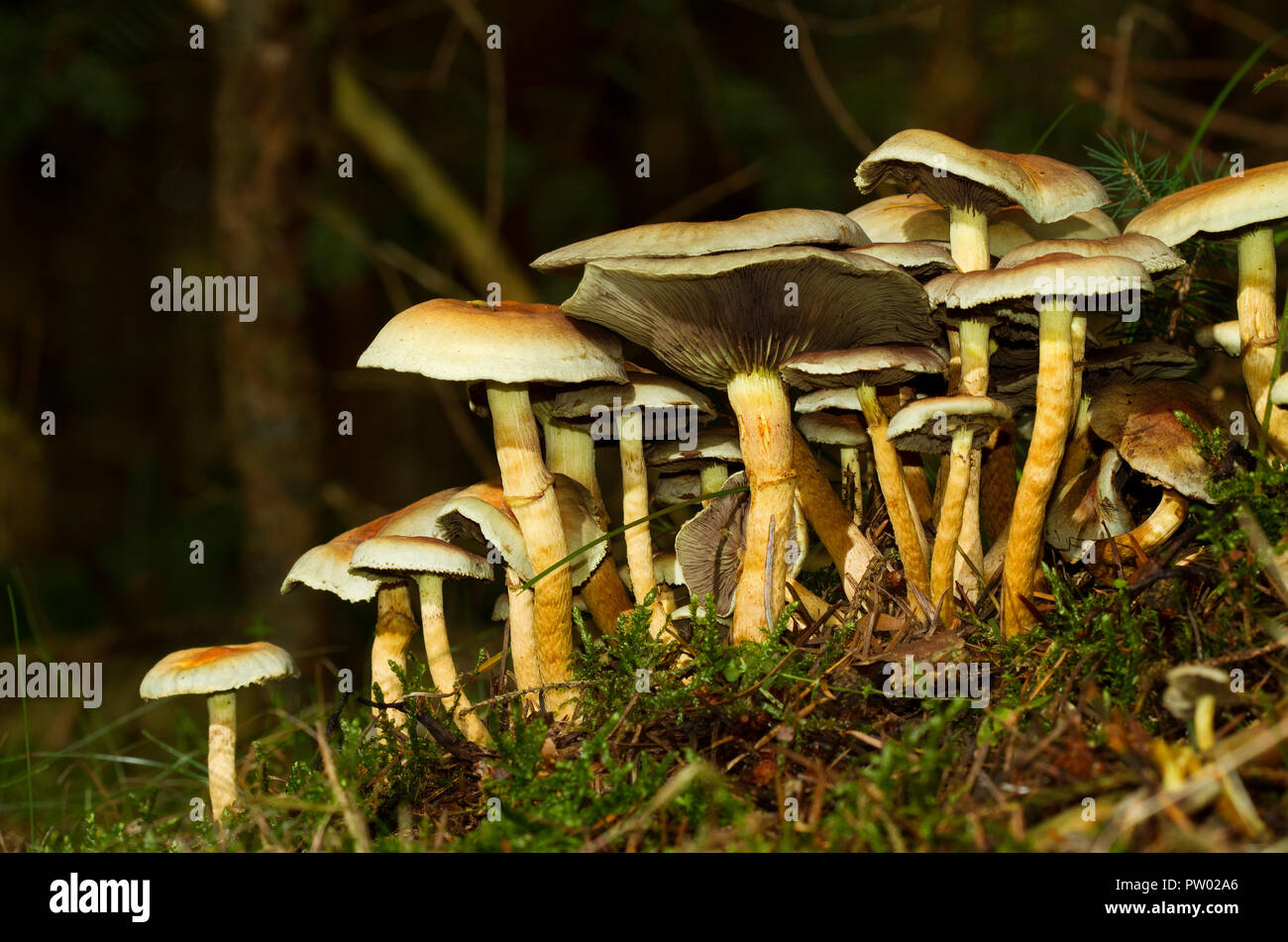 Gruppe von Schwefel Büschel Pilze, Hypholoma fasciculare Stockfoto