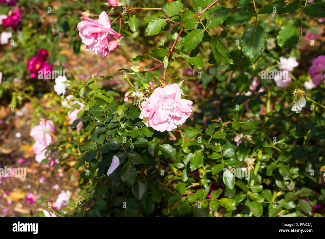 Rosa rugosa Rosen in einer Blume Garten an einem sonnigen Tag im Herbst, Dorset, Großbritannien Stockfoto