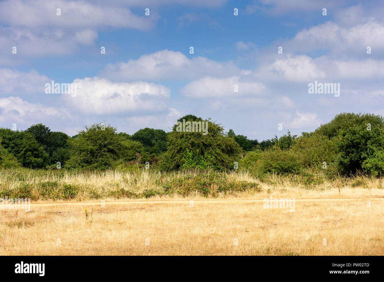 Baum & trockenes Gras an einem sonnigen Tag während der BRITISCHE Hitzewelle von 2018, Dorset, United Kingdon Stockfoto