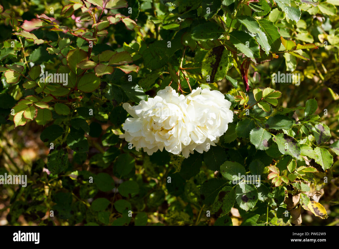 Weiß Rugosa Rosen blühen im Oktober, Dorset, Großbritannien Stockfoto
