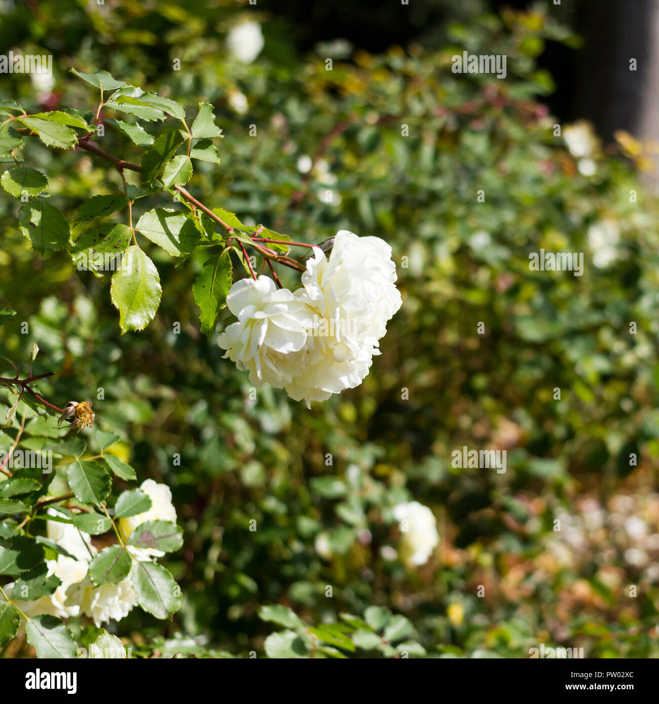 Weiß Rugosa Rosen blühen im Oktober, Dorset, Großbritannien Stockfoto