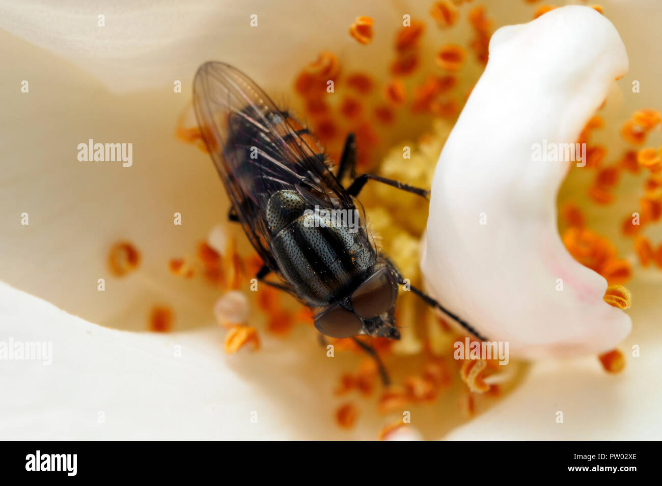 Rhingia Campestris Hoverfly (Syrphidae) - Umbrien, Italien Stockfoto