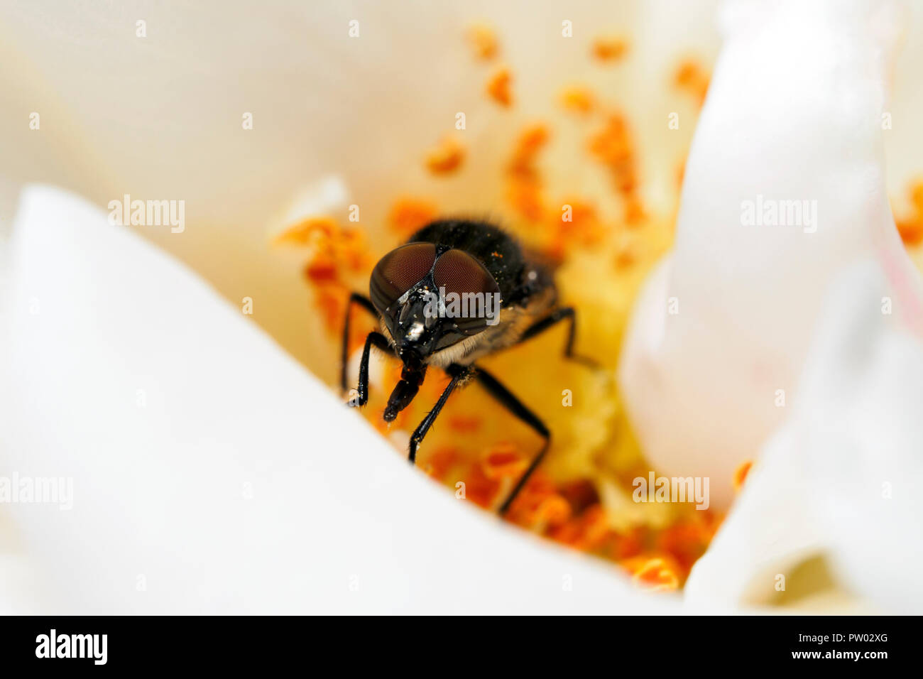 Rhingia Campestris Hoverfly (Syrphidae) - Umbrien, Italien Stockfoto