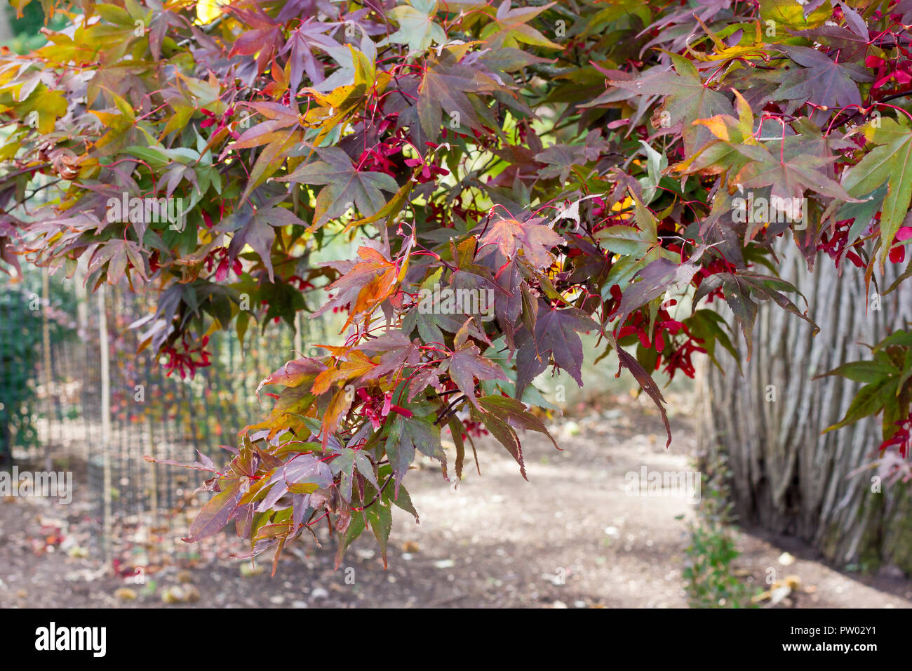 Acer palmatum Atropurpureum,, Sango-kaku, Coral Rinde - Ahorn, Lila Japanischer Ahorn Baum, Nahaufnahme, im frühen Herbst, Dorset, Großbritannien Stockfoto