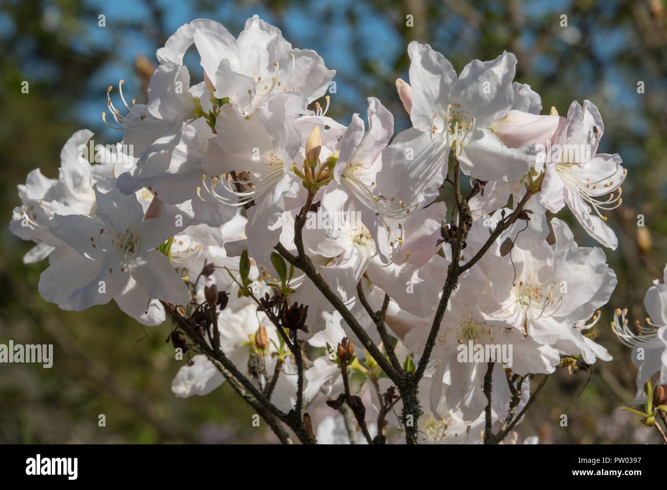 Weiß blühenden Rhododendron Bush Stockfoto