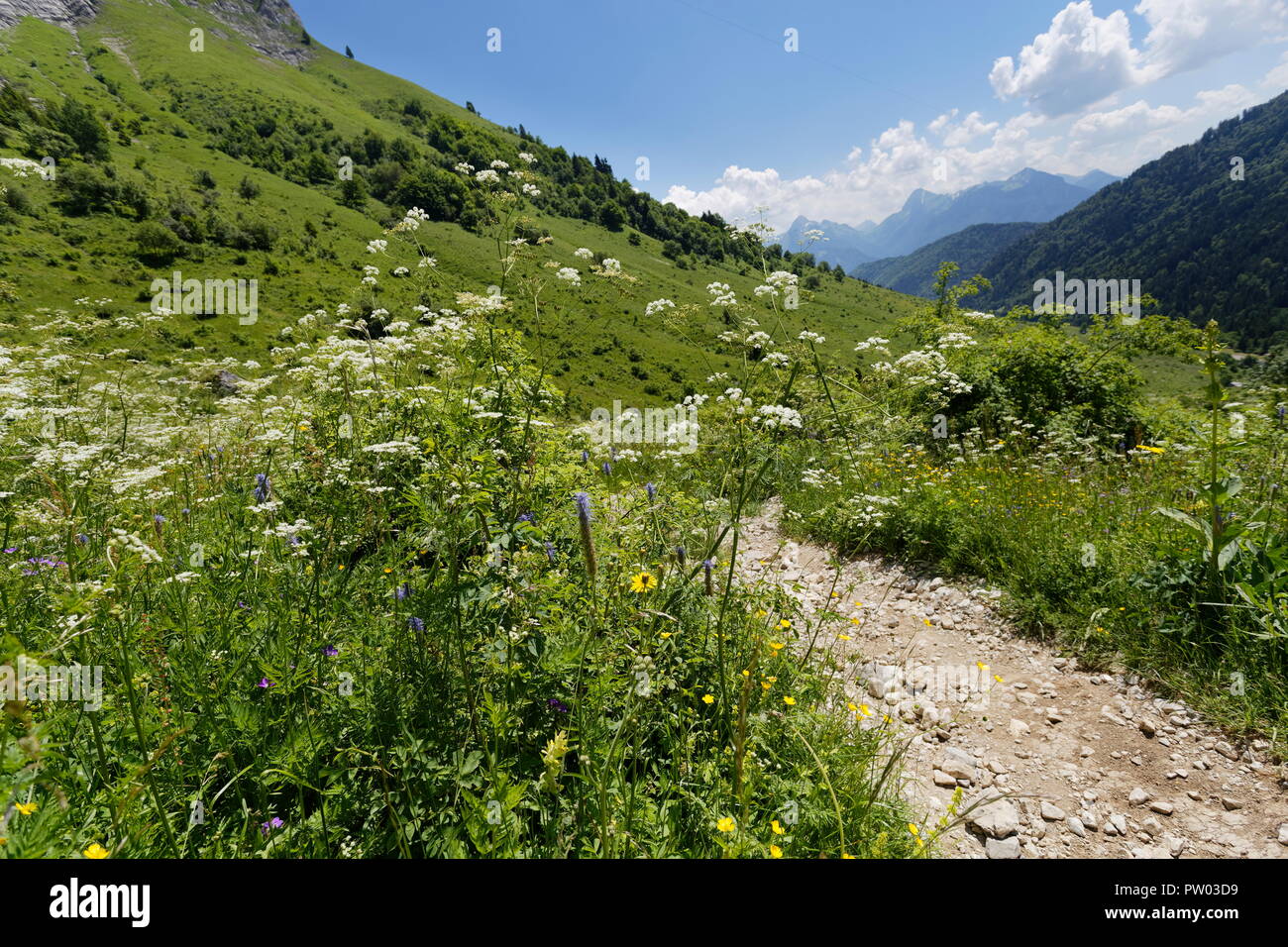 Wiese Blumen in voller Blüte neben einem Wanderweg auf den Hügeln rund um Col de La Forclaz Frankreich Stockfoto