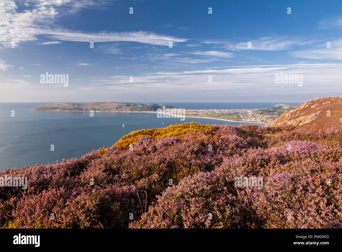 Blühende Heather im Sychnant Pass an der Küste von Nordwales mit dem Great Orme Landspitze im Hintergrund Stockfoto