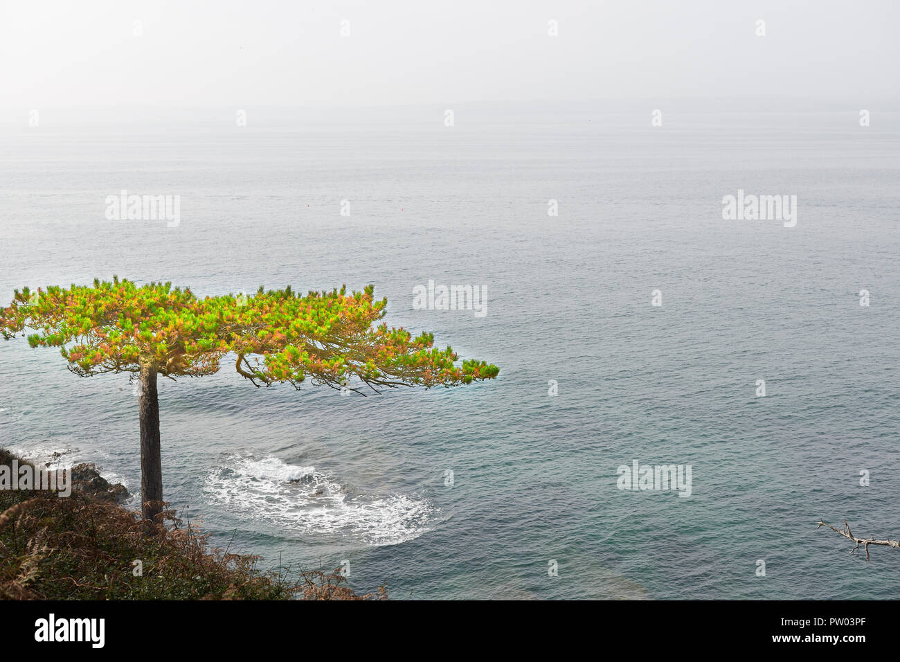 Ein Baum über den Englischen Kanal vor der Landspitze von St Anthony's Kopf auf den Roseland, Cornwall, England, an einem nebligen, nebligen Tag. Stockfoto