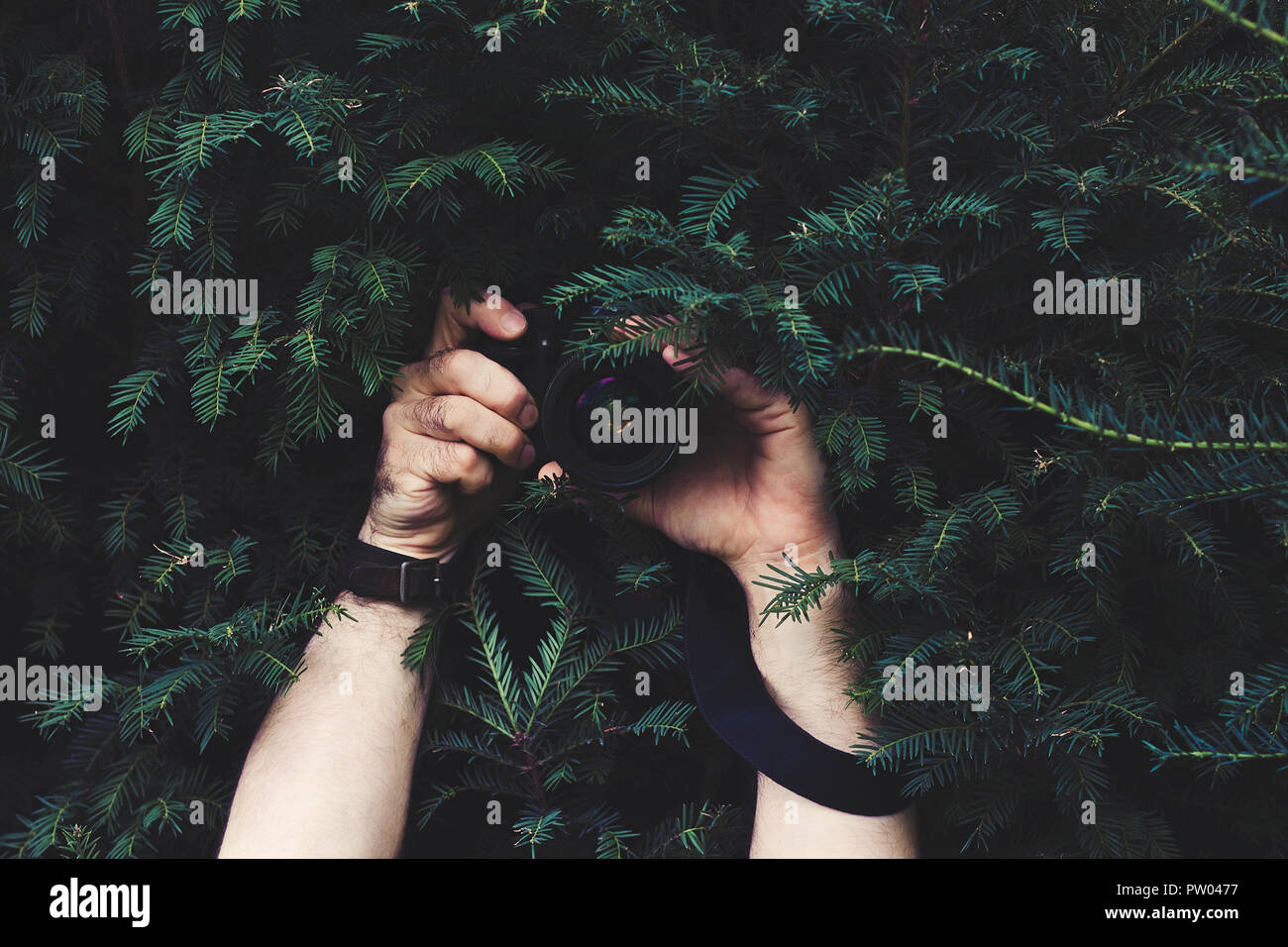 Mann im Dunkel der Nadelbaum Baum versteckt, die Kamera in den Händen und Aufnehmen von Bildern Stockfoto