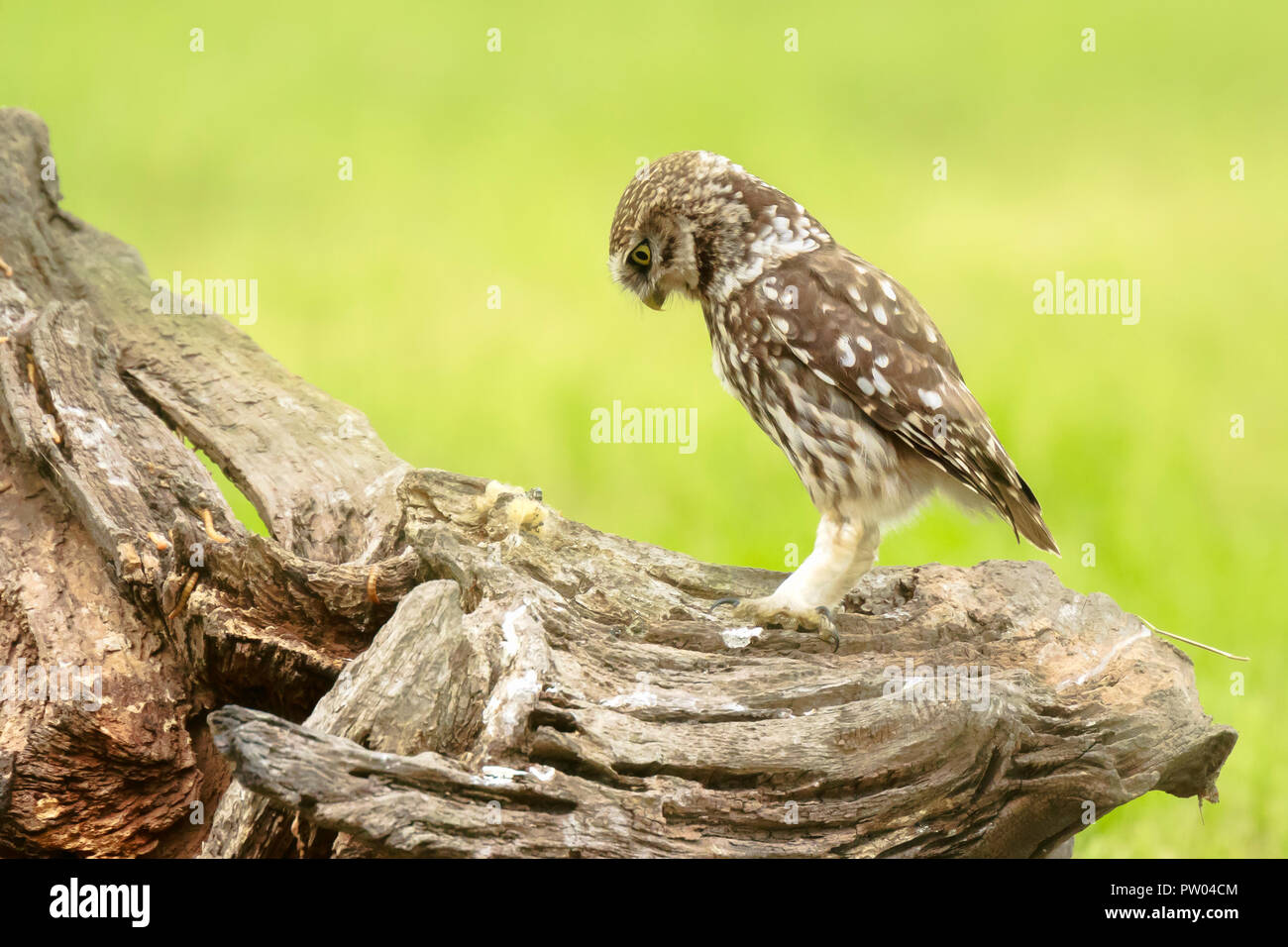 Nahaufnahme eines Steinkauz, Athene noctua, Raubvogel gehockt und ruhen während der Jagd über Ackerland. Stockfoto