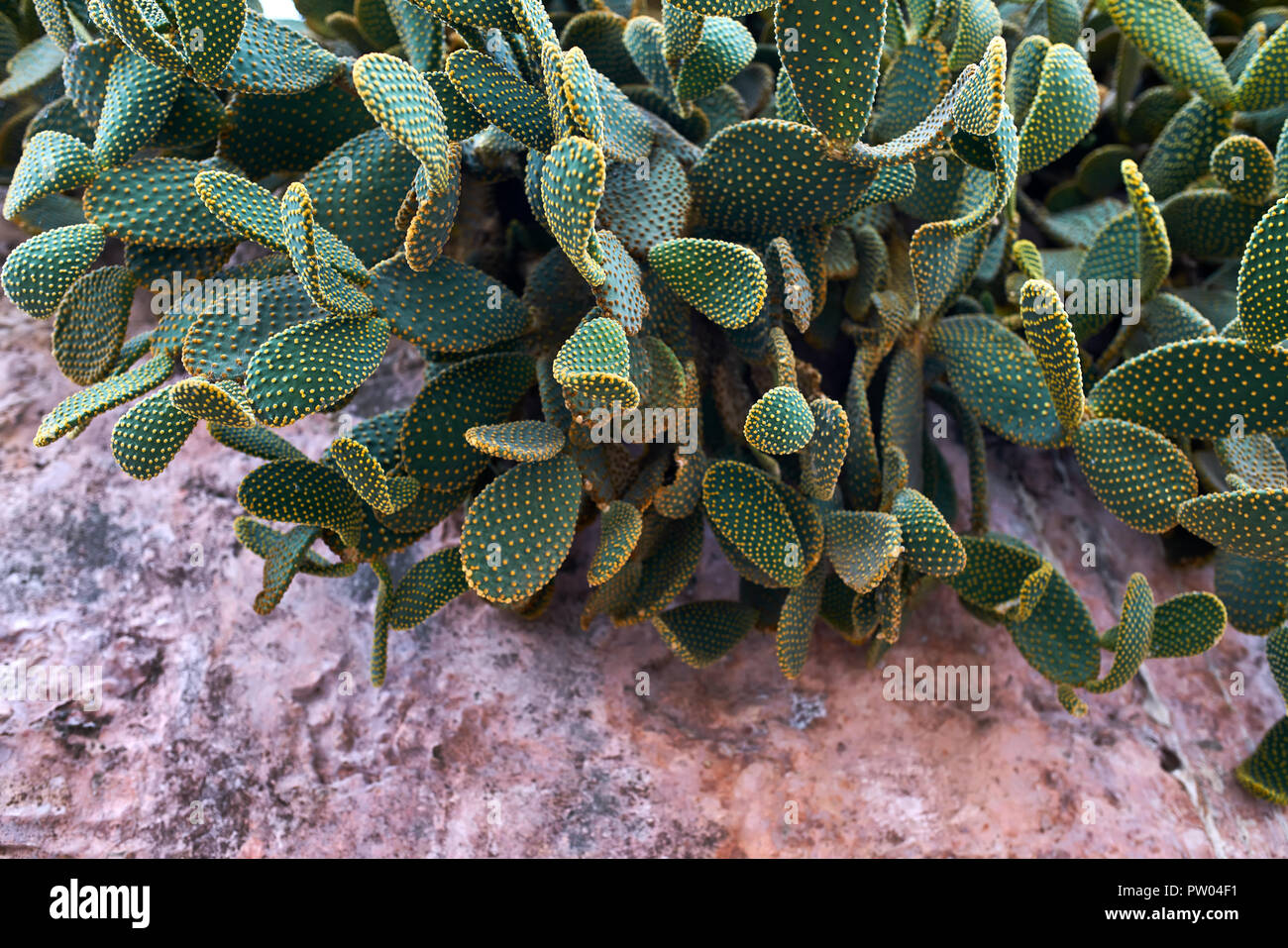Blühenden grünen Kaktus auf dem Stein rosa Fläche im Freien. Closeup horizontale Foto. Stockfoto