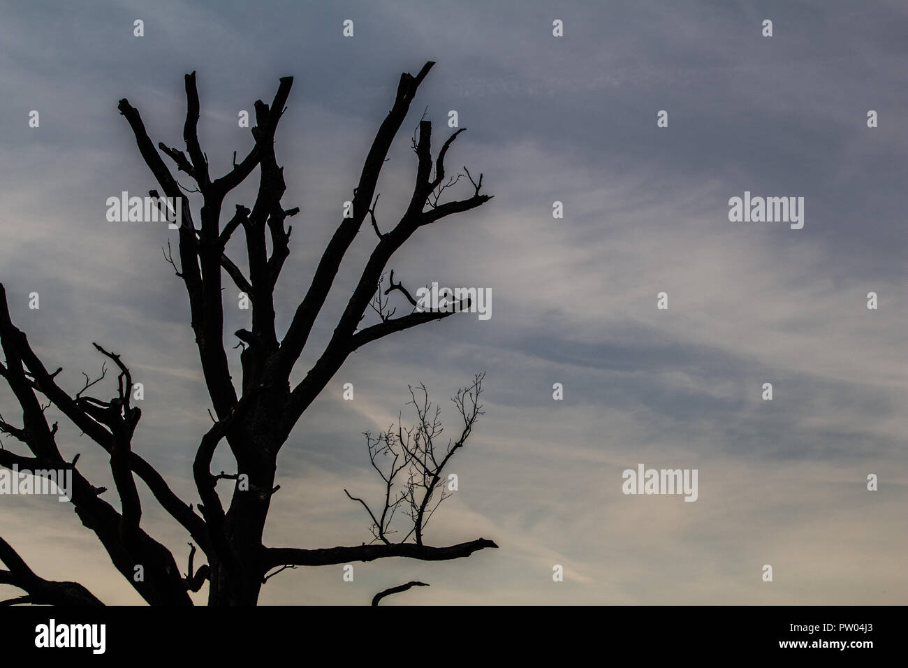 Baum-Silhouette Stockfoto