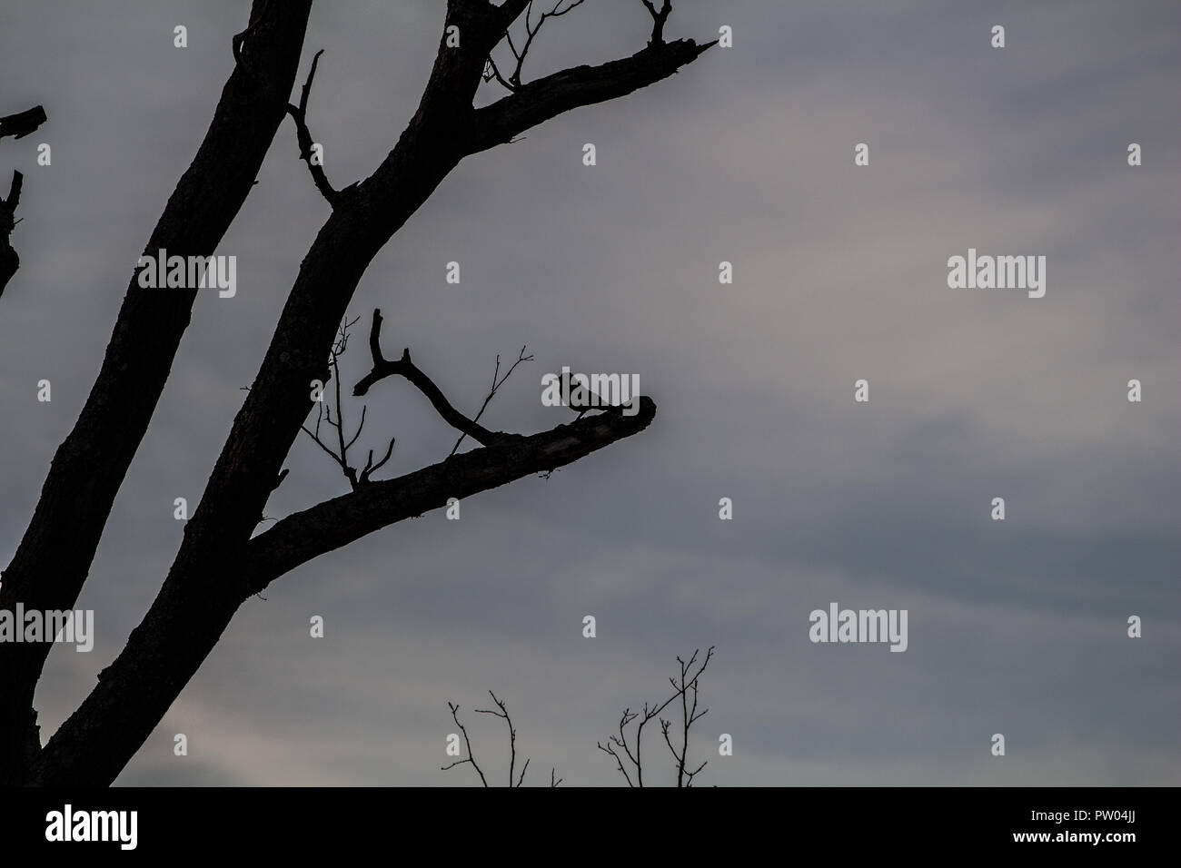 Baum-Silhouette Stockfoto