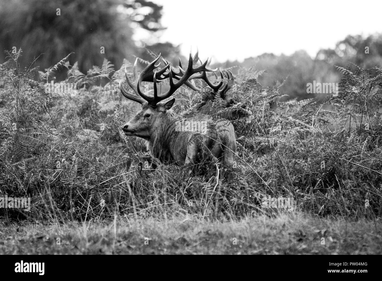 Rotwild in Bushy Park Stockfoto