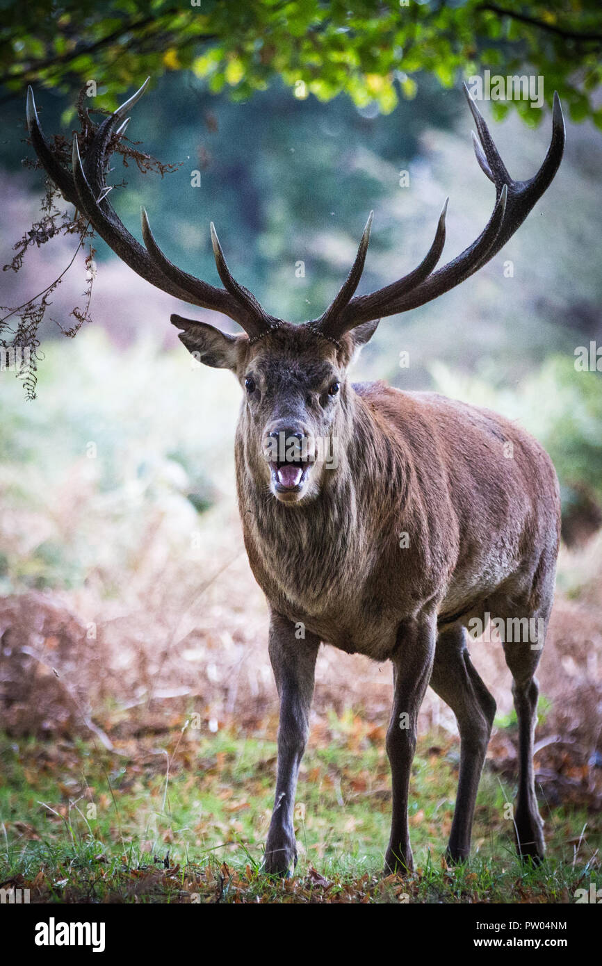 Rotwild in Bushy Park Stockfoto