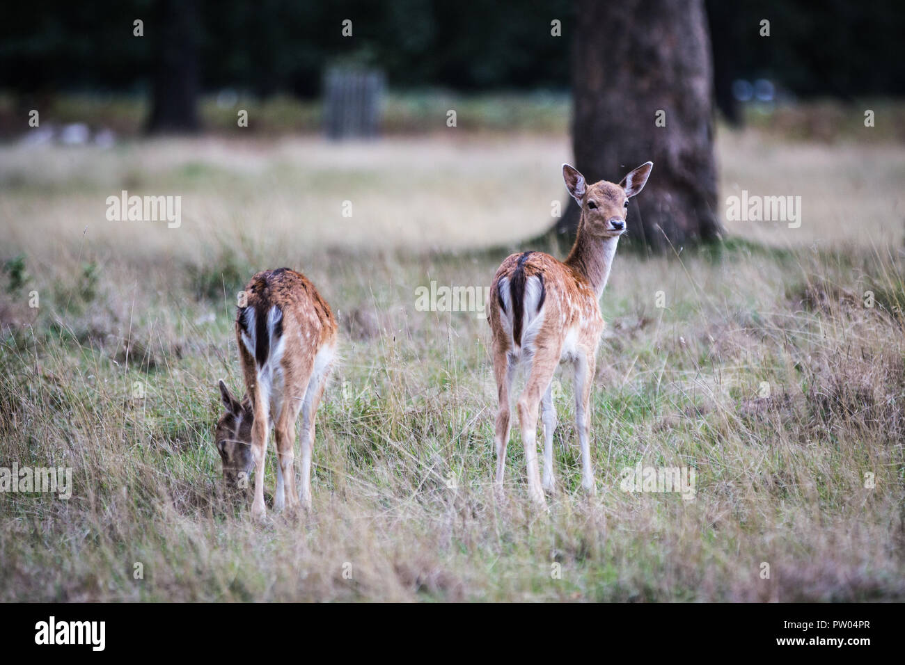 Rotwild in Bushy Park Stockfoto