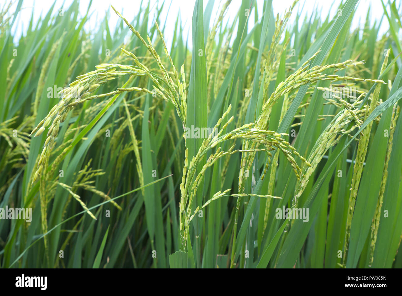 Vietnam die Ernte von Reis fast fertig Ernte in der Nähe von Hue in Zentralvietnam August 2018 Stockfoto