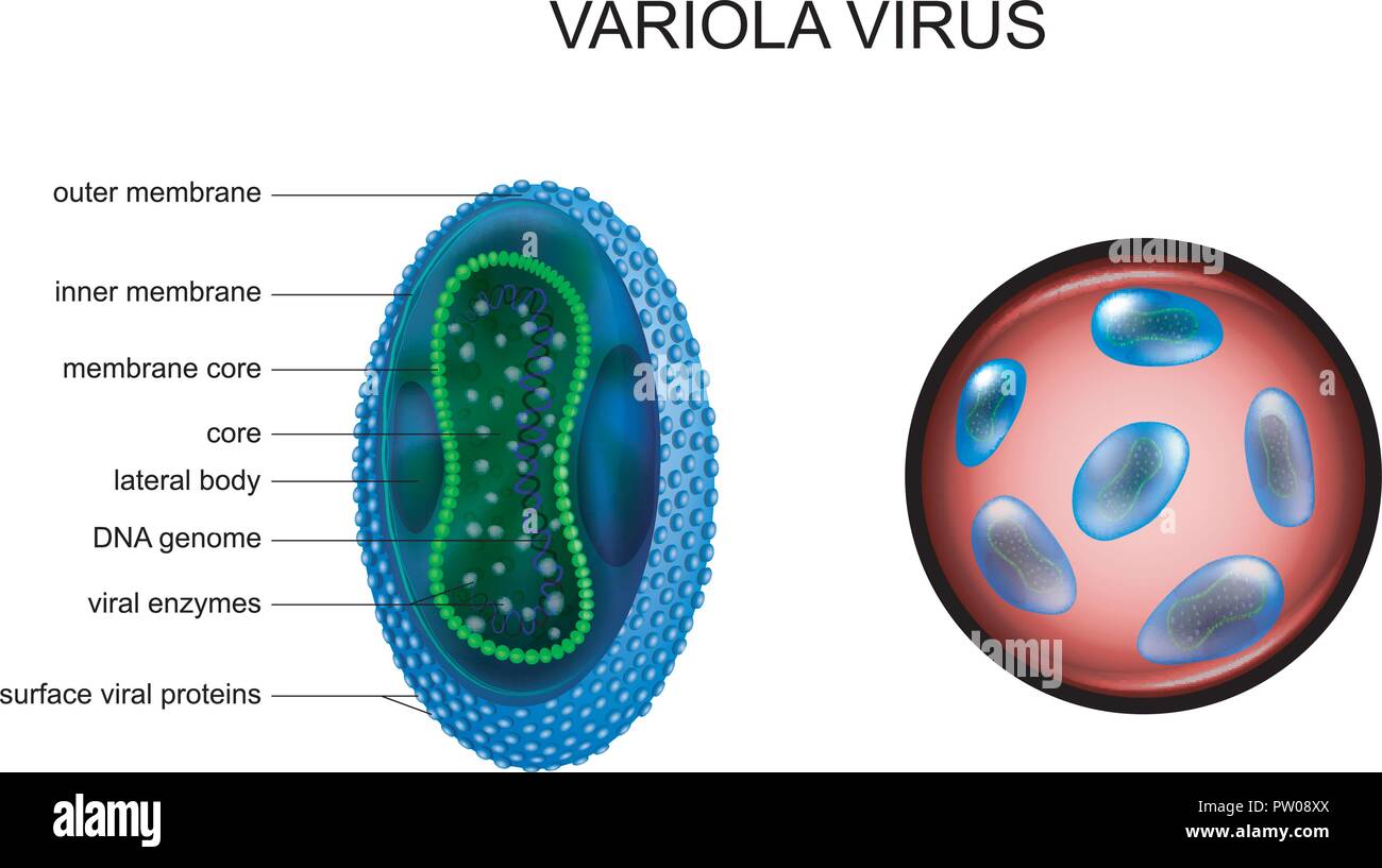 Variola virus Fotos und Bildmaterial in hoher Auflösung Alamy