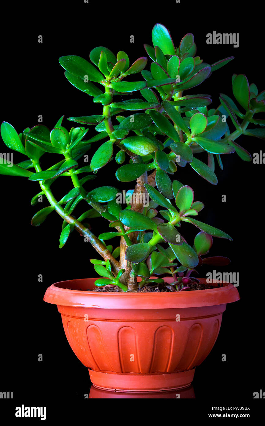 Crassula ovata oder Money Tree sukkulente Pflanze im Topf schließen bis auf  schwarzem Hintergrund mit Reflektion Stockfotografie - Alamy