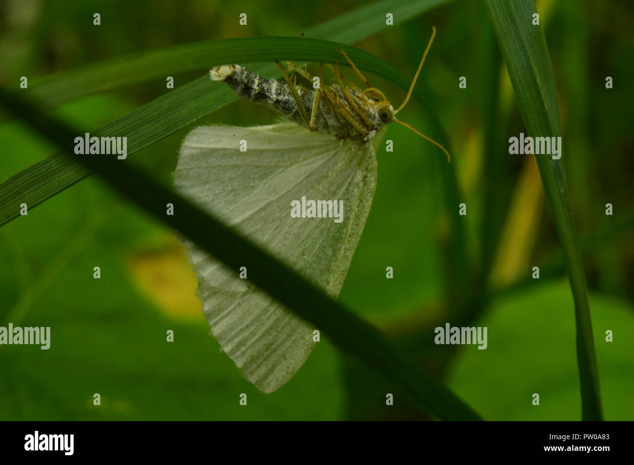 Schmetterling im Schatten der grüne dicke Gras Sommer sonnigen Morgen Stockfoto