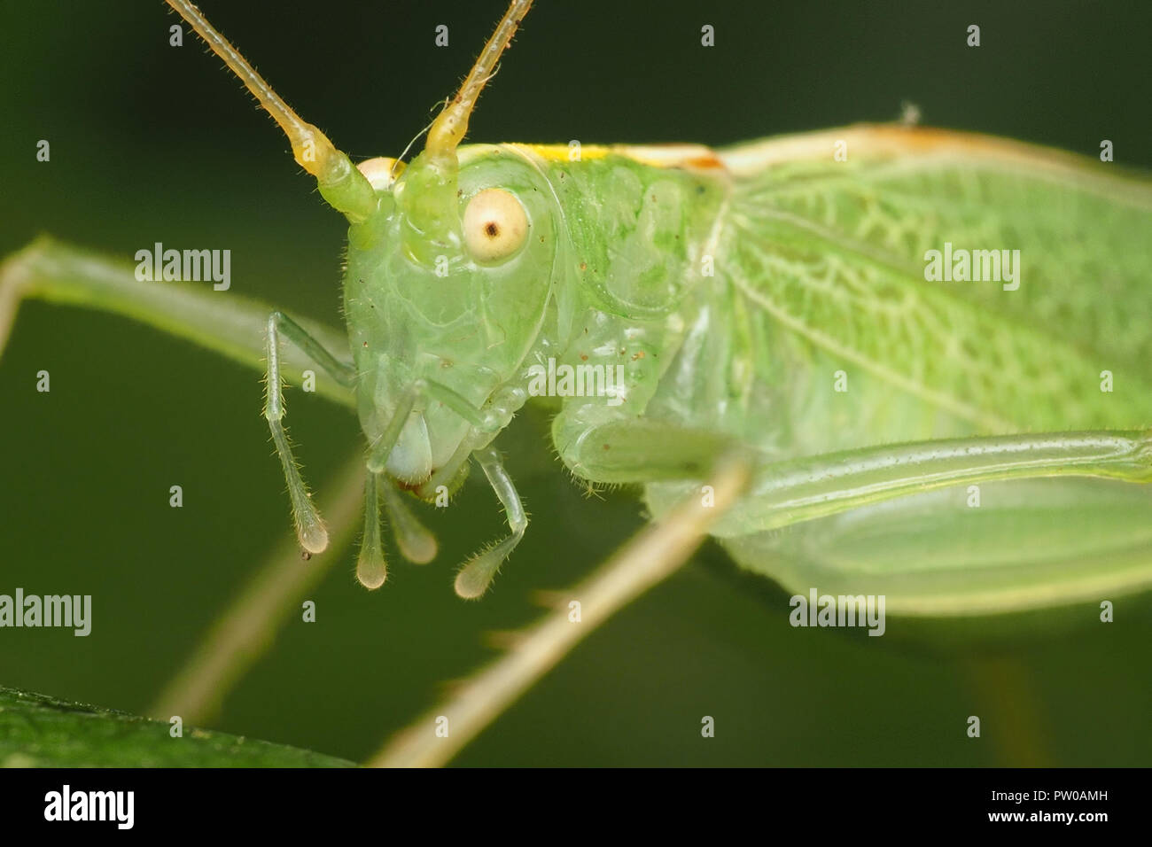 In der Nähe der weiblichen Eiche Bush Cricket (Meconema thalassinum). Tipperary, Irland Stockfoto