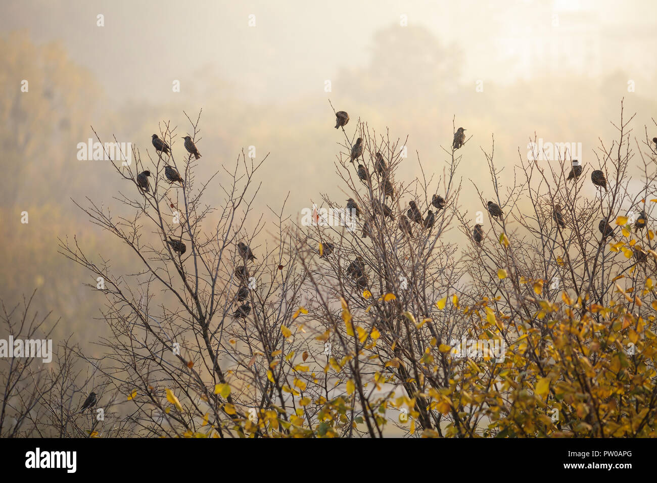 Starling Vögel sitzen auf dem Baum in der Morgensonne Stockfoto