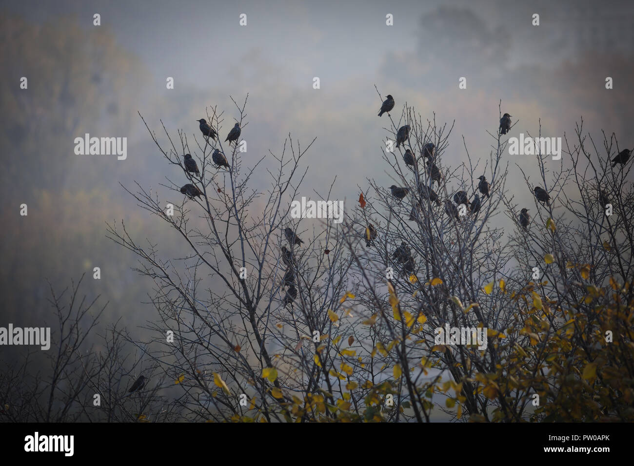 Depressive Herbst Landschaft, traurig Vögel sitzen auf einem Baum, dunkles Bild mit Vignette Stockfoto