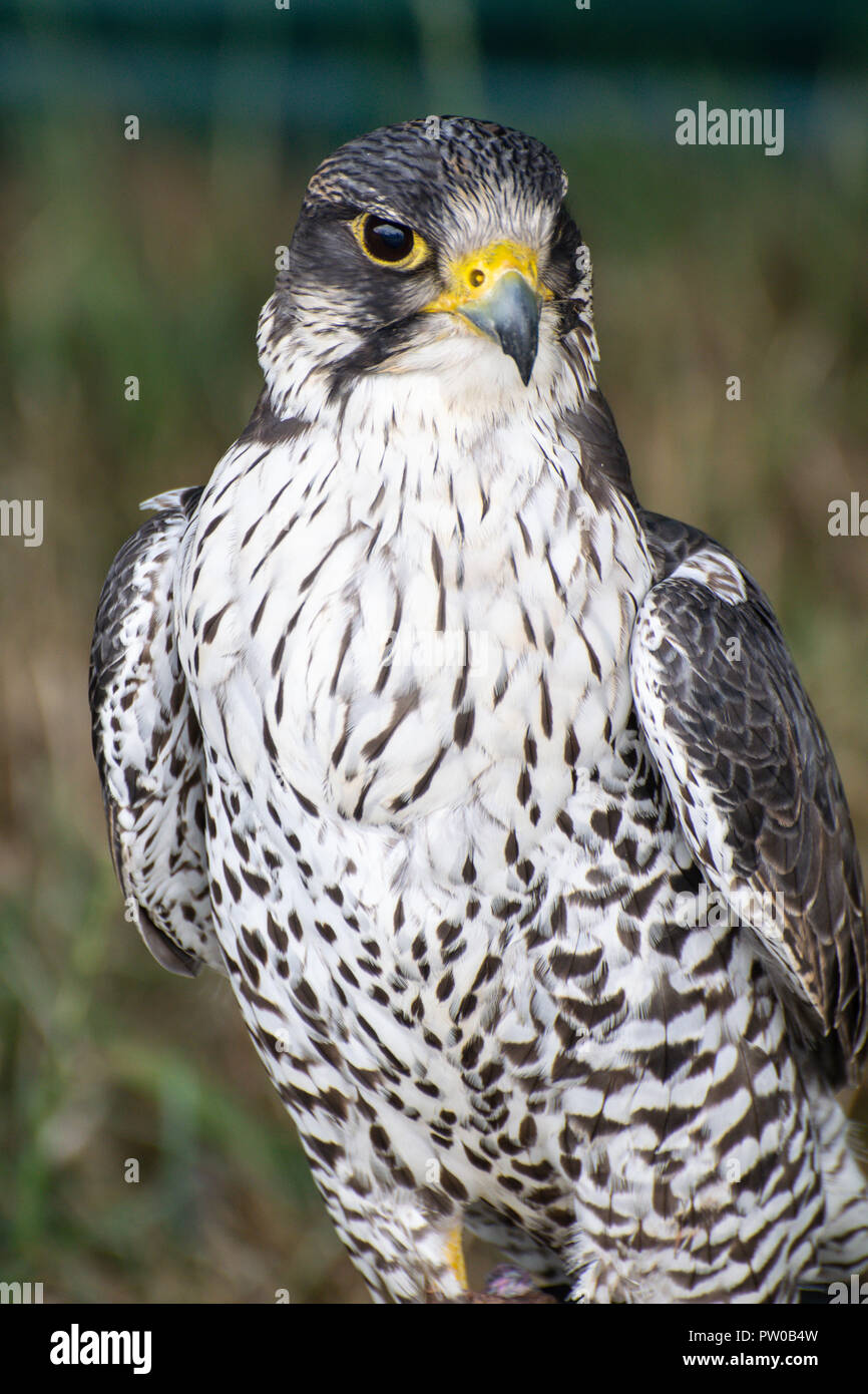 Das Porträt einer Gyr Wanderfalke hybrid Stockfoto