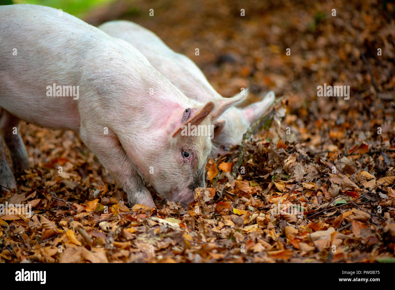 Schweine in den New Forest National Park freigegeben Eicheln, die den New Forest Ponys giftig sind zu essen - Pannage Stockfoto