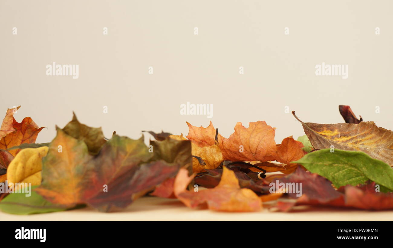 Verschiedene Blätter im Herbst auf einem Tisch gegen einen hellen Hintergrund Stockfoto