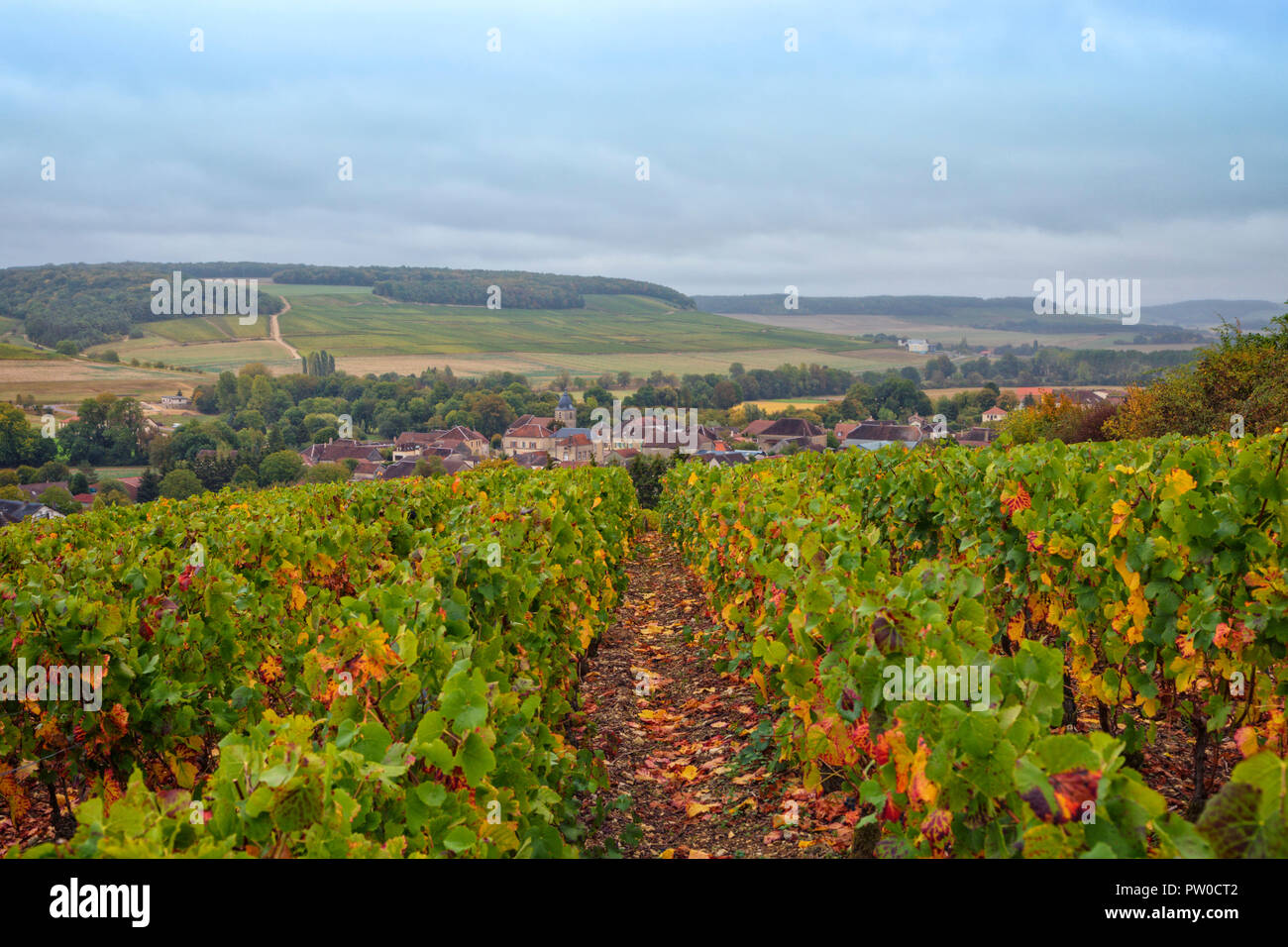 Champagne oberhalb des Dorfes Meurville, Franche-Comté, Aube, Grand Est, Frankreich Stockfoto
