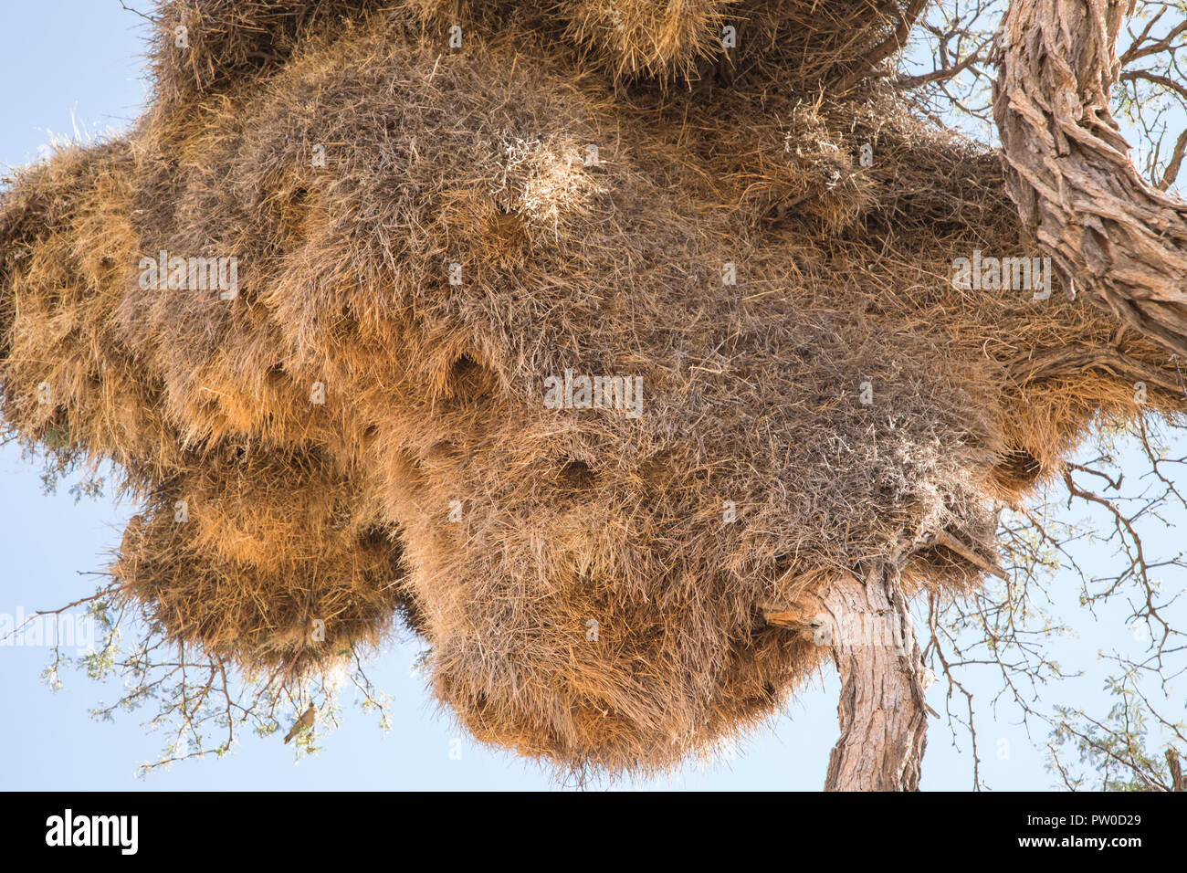 Sociable Weaver Vogel Nest in der Acacia Kamel Thorn Tree, Namibia Stockfoto