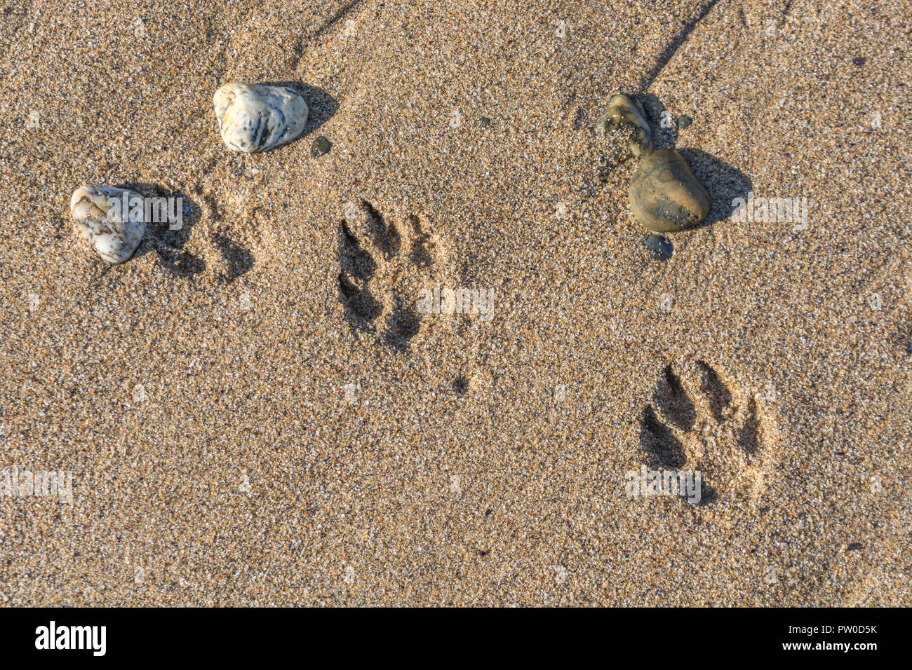 Dog paw Tracks/hund Fußabdrücke in nasser Sandstrand Stockfoto