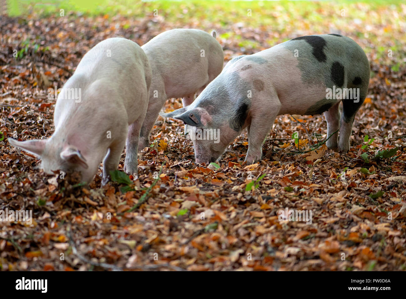 Schweine in den New Forest National Park freigegeben Eicheln, die den New Forest Ponys giftig sind zu essen - Pannage Stockfoto