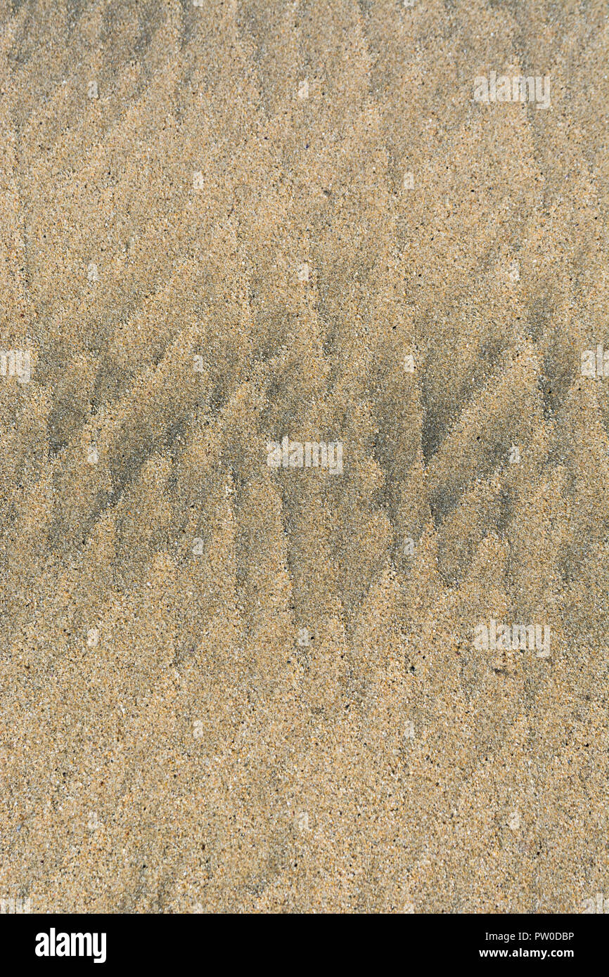 Bei Ebbe wellige Flecken / Fluvialkämme im nassen Strandsand. Mars-ähnliches Flussmuster-Konzept. Für Stratigraphiestudien. Stockfoto