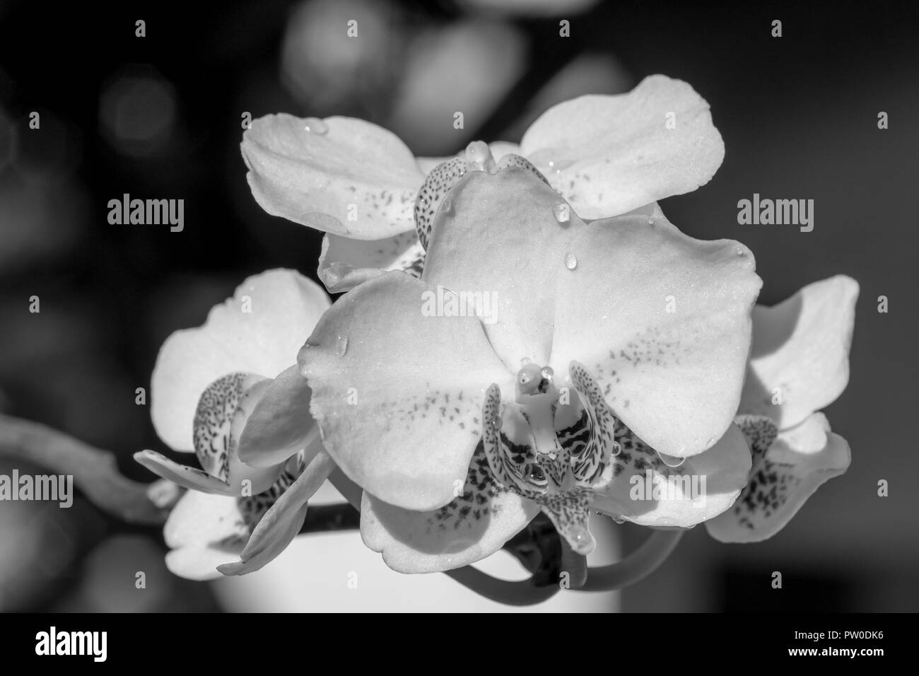 Makro Bügeleisen, Werkzeug Stockfoto