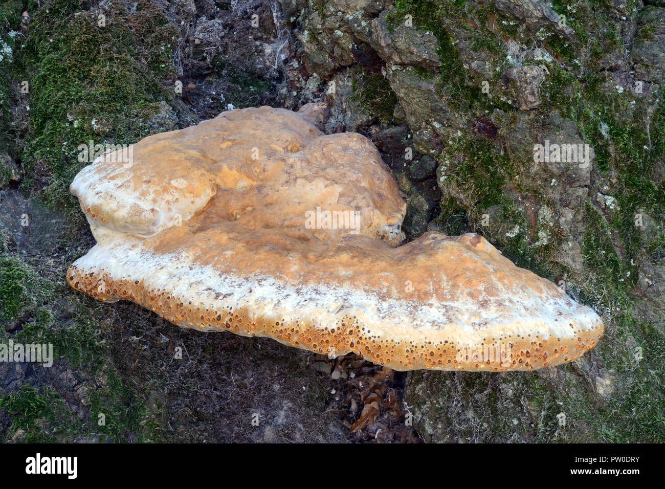 Inonotus dryadeus (Eiche Halterung) ist meist an der Basis der Eichen gefunden. Es ist parasitierender Pilz und führt zu einem Zustand, der als Weiß Rot bekannt. Stockfoto