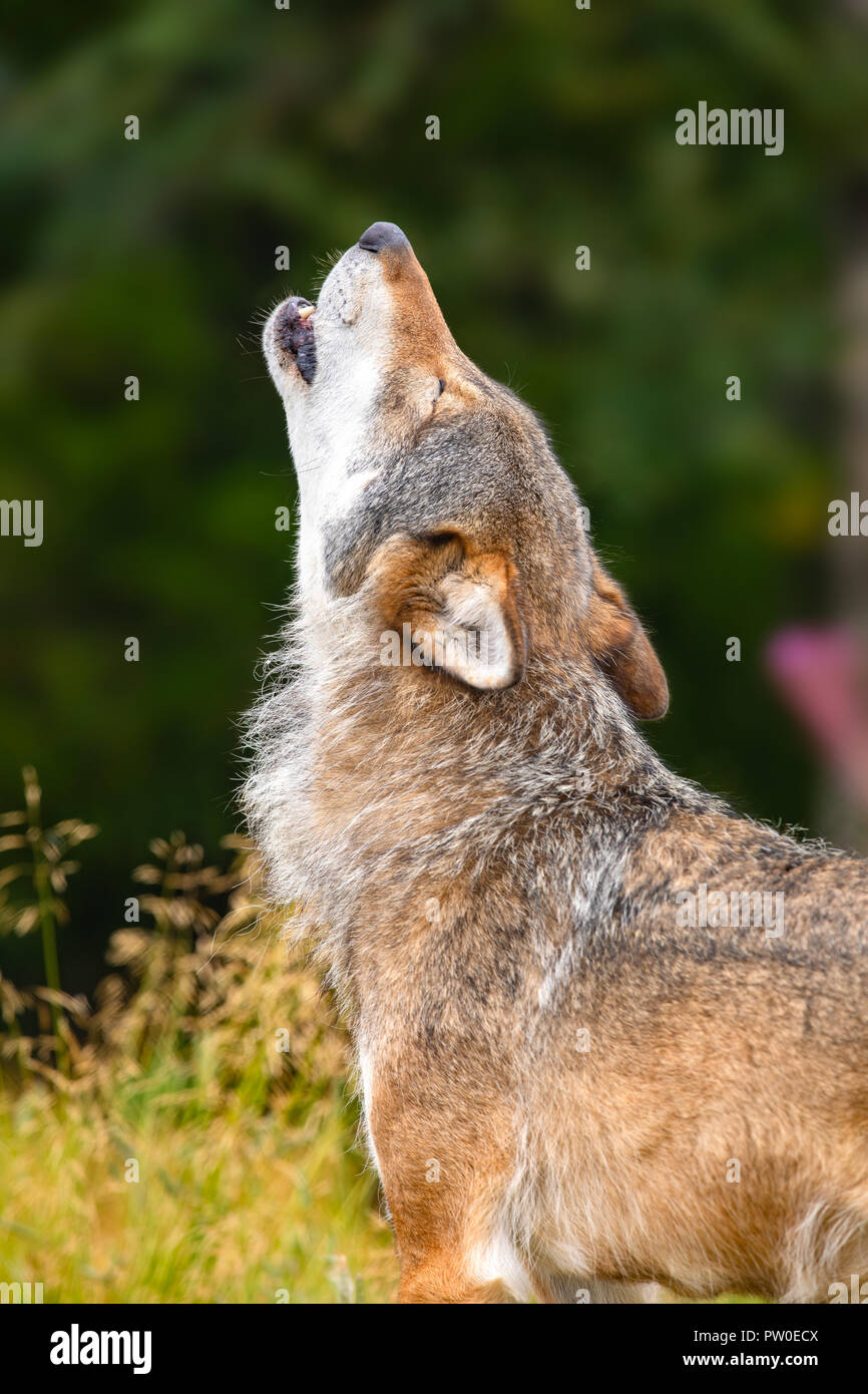 Große männliche grauer Wolf heult laut in den Wald Stockfoto