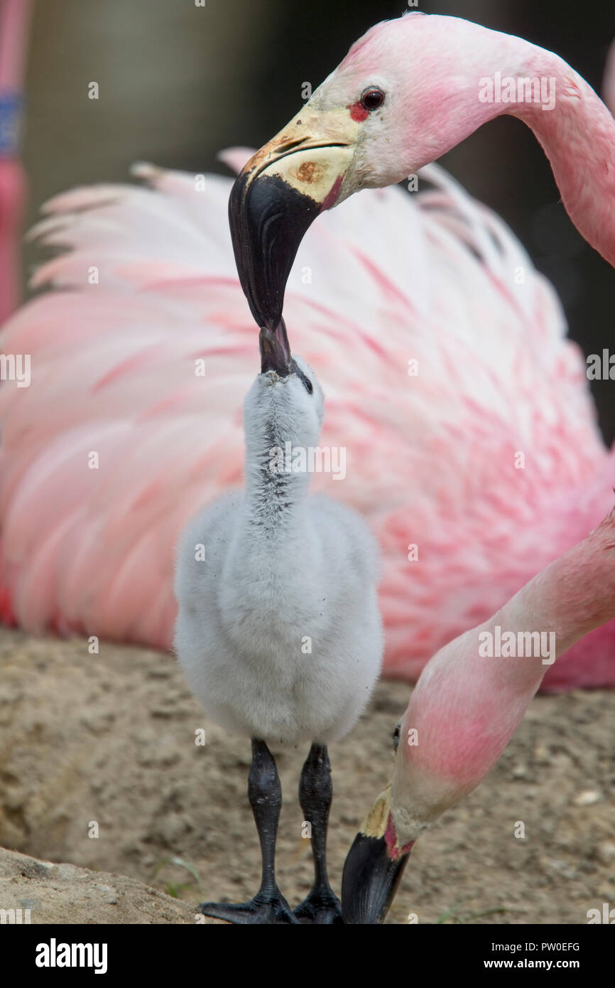 Anden Flamingo (Phoenicopterus andinus) nach der Fütterung ein Küken, (Captive Herde), WWT slimbridge Centre, Gloucestershire, Vereinigtes Königreich. Stockfoto