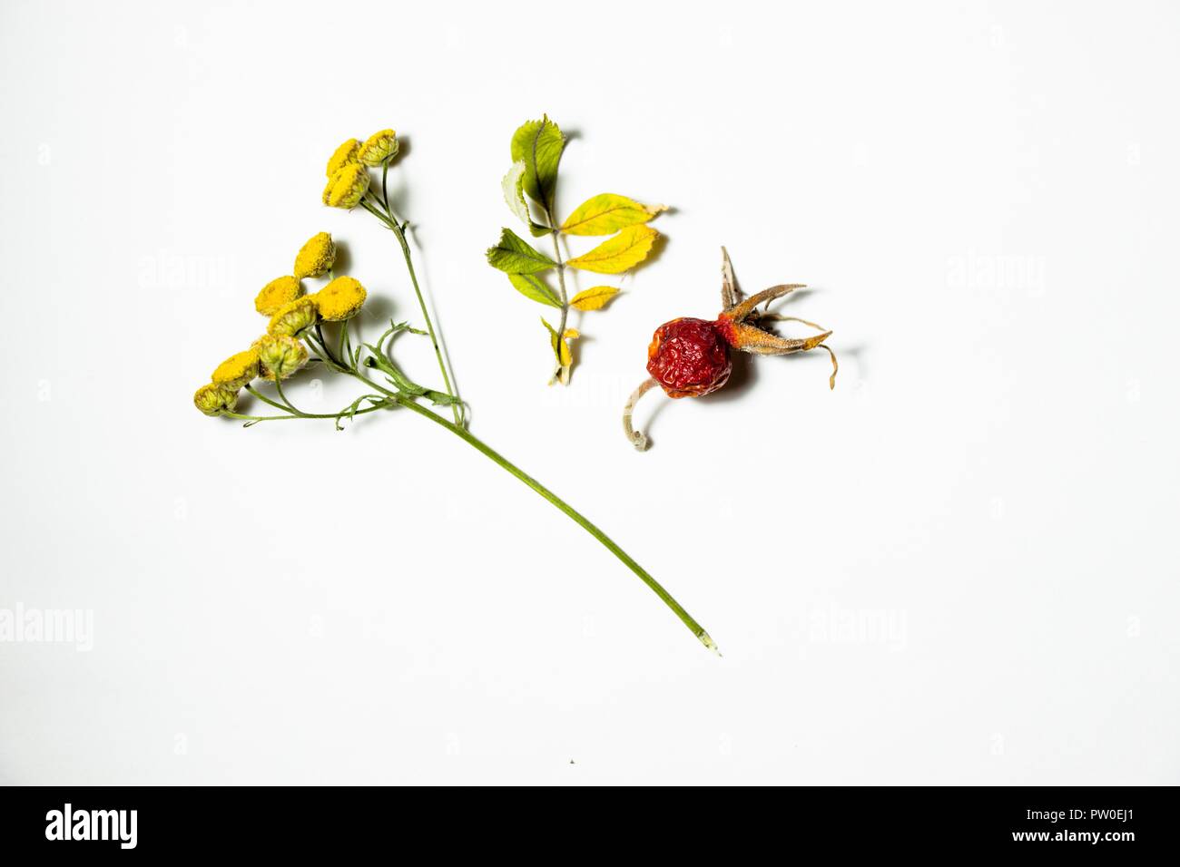 Eine Vielzahl der Blätter im Herbst, wilde Blumen und Wild Rose sind auf einem weißen Hintergrund. Sie sind trocken und in einer Waldlichtung gesammelt. Der Herbst ist die Bea Stockfoto